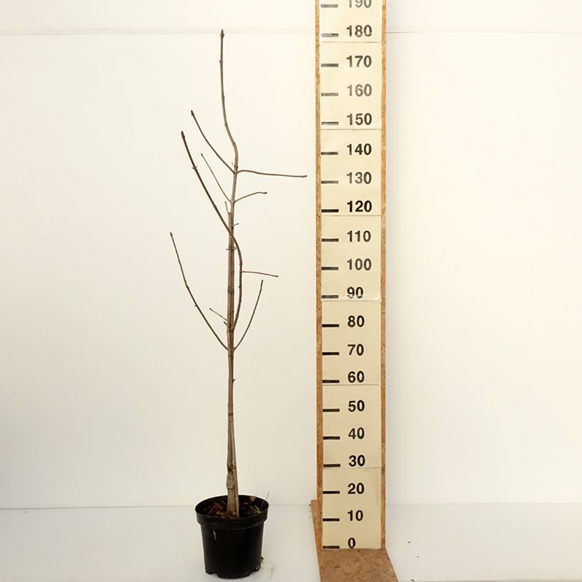 Aesculus glabra Herkenrode - Ohio buckeye 7.5L/10L pot sample as delivered in autumn