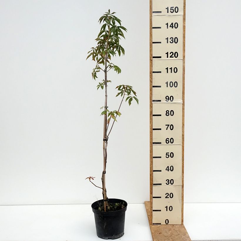 Aesculus glabra Herkenrode - Ohio buckeye 7.5L/10L pot sample as delivered in summer