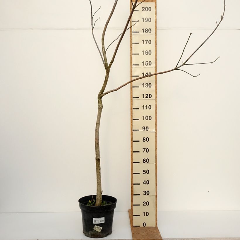 Aesculus glabra October Red - Ohio buckeye 20L/25L pot, Standard sample as delivered in autumn