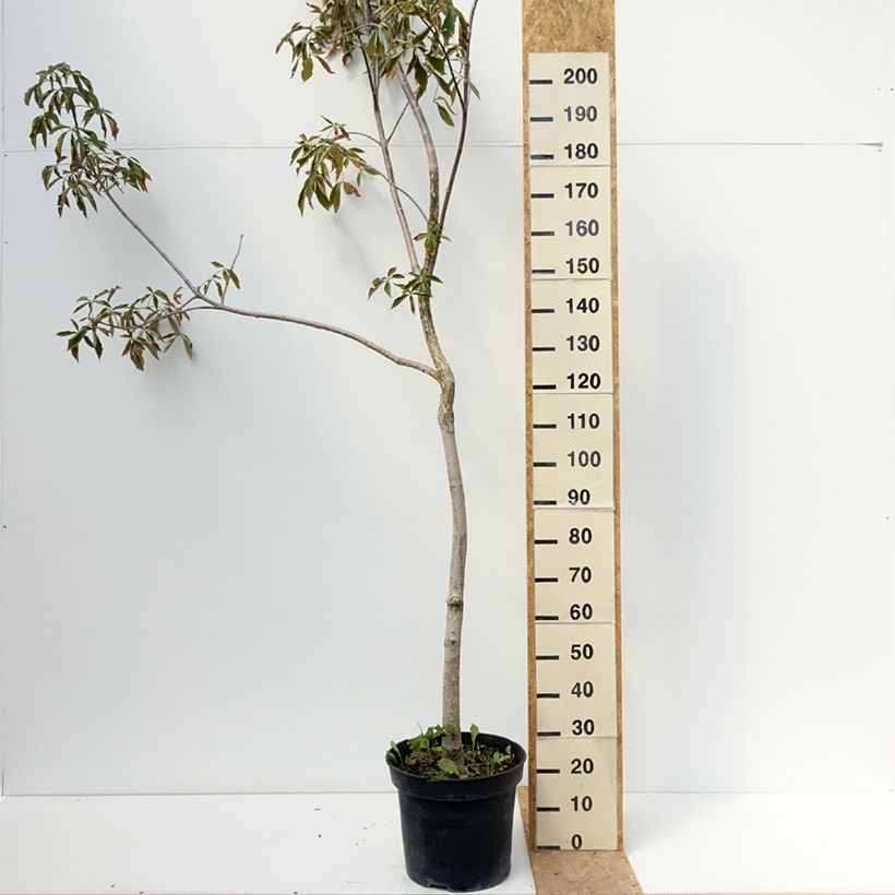 Aesculus glabra October Red - Ohio buckeye 20L/25L pot sample as delivered in summer