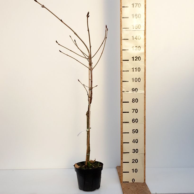 Aesculus hippocastanum Hampton Court Gold 4L/5L pot sample as delivered in autumn