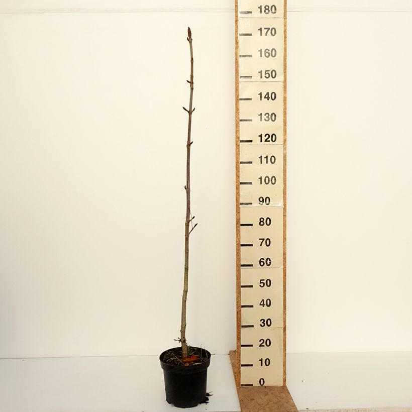Aesculus hippocastanum Memmingeri 4L/5L pot sample as delivered in autumn