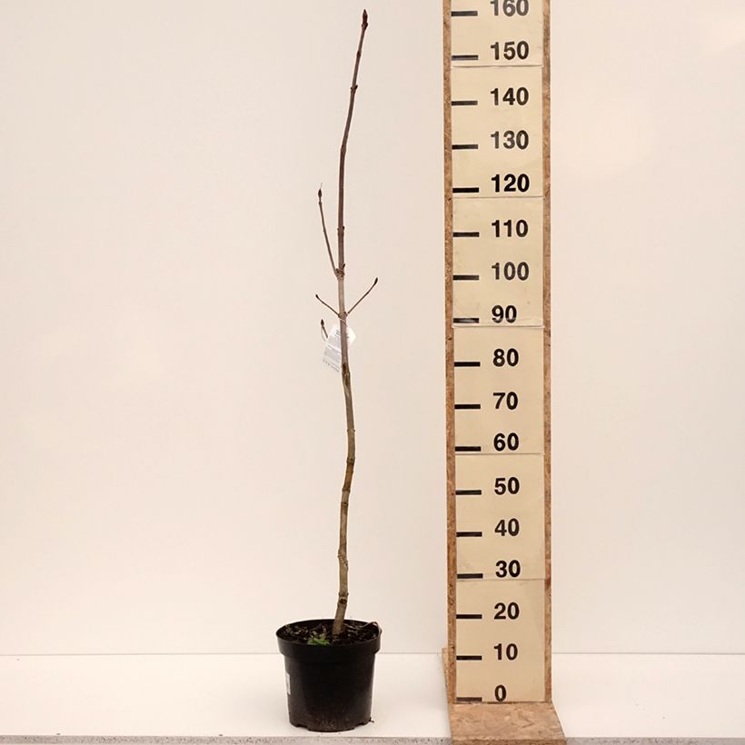 Aesculus hippocastanum Memmingeri 4L/5L pot sample as delivered in winter