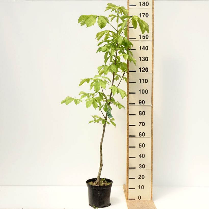 Aesculus hippocastanum Memmingeri 4L/5L pot sample as delivered in spring