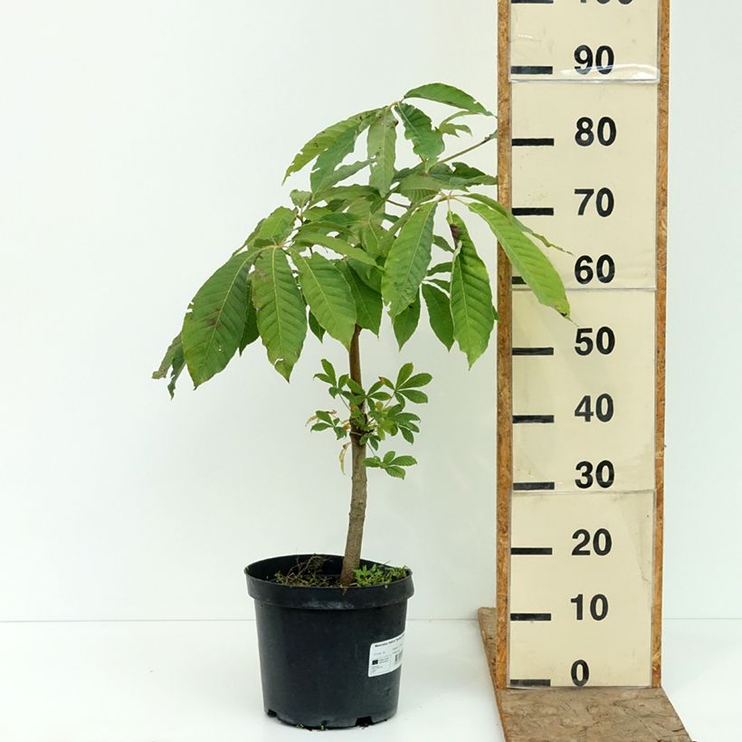 Aesculus indica Sydney - Indian horse-chestnut Pearce - Marronnier de l'Himalaya 7.5L/10L pot sample as delivered in summer