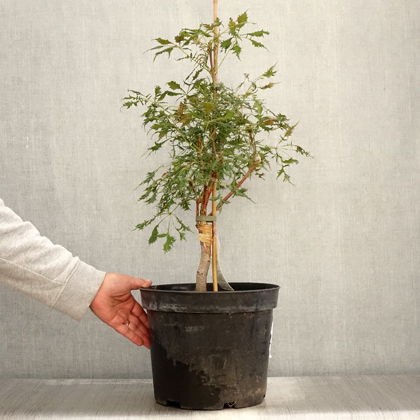 Aesculus Laciniata 7.5L/10L pot sample as delivered in autumn