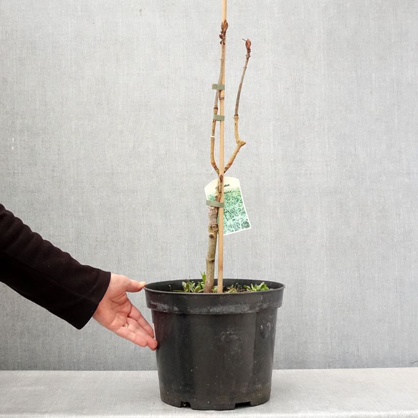 Aesculus Laciniata 7.5L/10L pot sample as delivered in spring