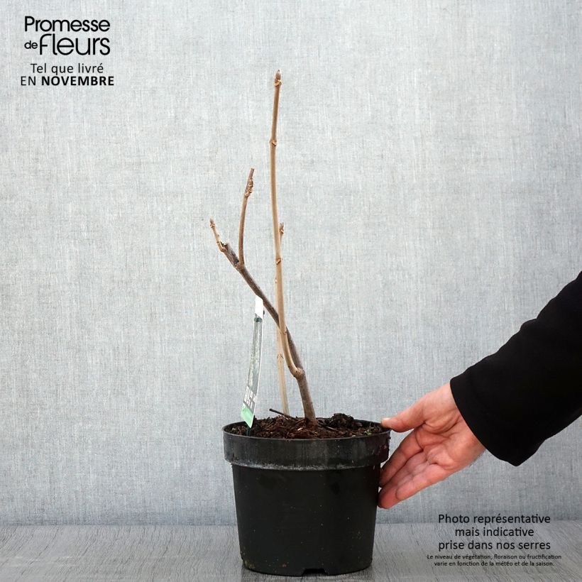 Aesculus parviflora 2L/3L pot sample as delivered in autumn