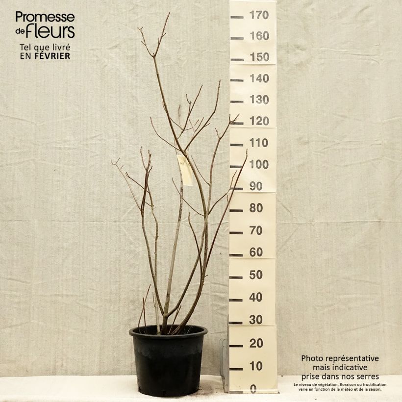 Aesculus parviflora 20L/25L pot sample as delivered in winter
