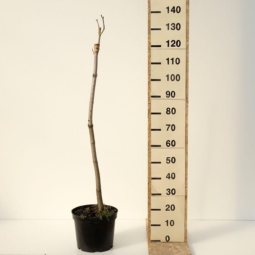 Aesculus pavia Humilis 7.5L/10L pot sample as delivered in winter