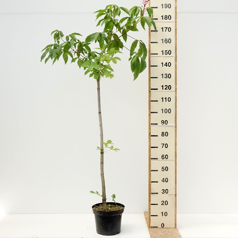 Aesculus pavia Humilis 7.5L/10L pot sample as delivered in spring