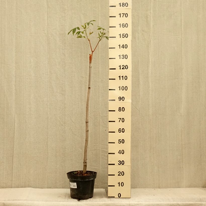Aesculus pavia Humilis 7.5L/10L pot sample as delivered in summer