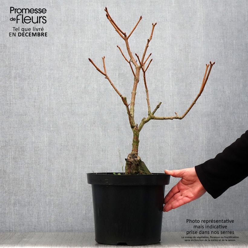 Aesculus pavia var. discolor Koehnei 7.5L/10L pot sample as delivered in autumn