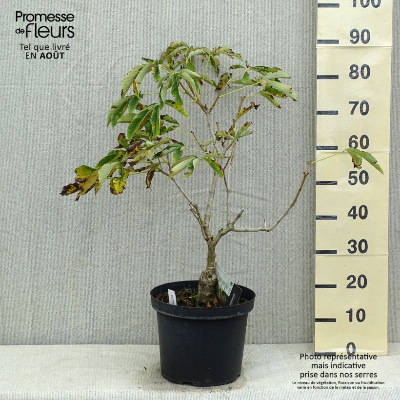 Aesculus pavia var. discolor Koehnei 7.5L/10L pot sample as delivered in summer