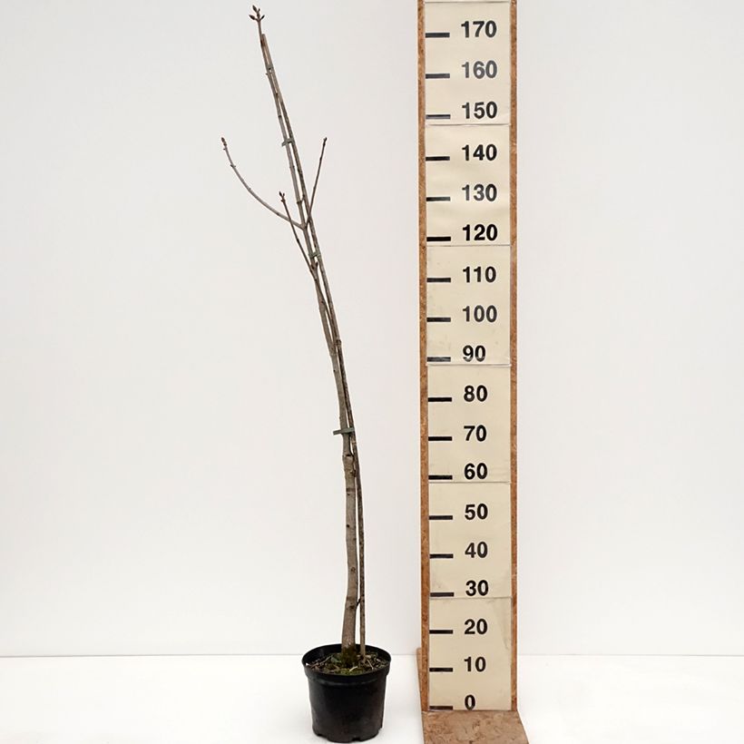 Aesculus x bushii  - Bush's Horse Chestnut 7.5L/10L pot, Standard sample as delivered in winter
