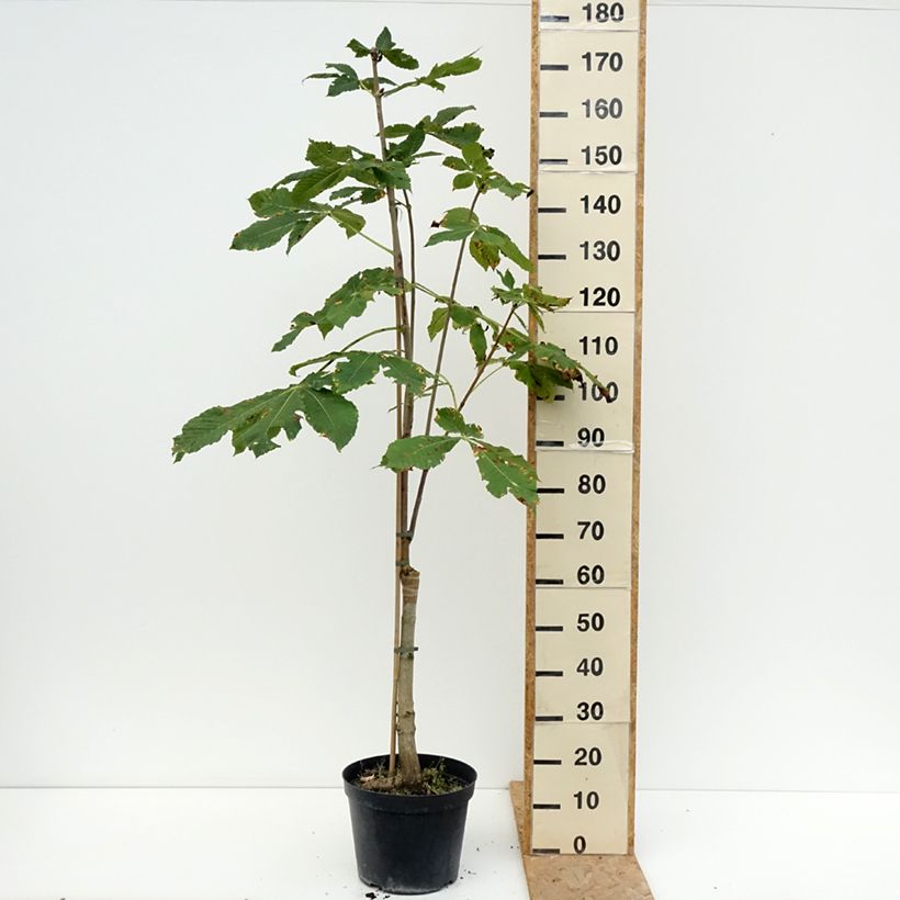 Aesculus x carnea Plantierensis - Red Horse Chestnut 7.5L/10L pot sample as delivered in summer