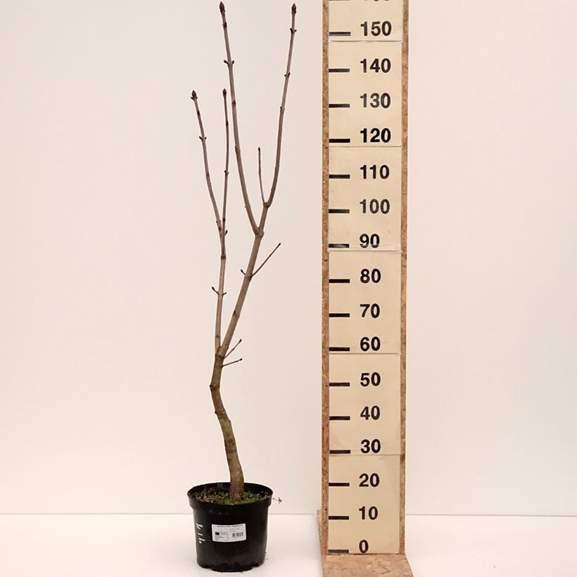 Aesculus x carnea Plantierensis - Red Horse Chestnut 7.5L/10L pot sample as delivered in winter