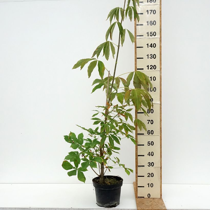 Aesculus x glaucescens 7.5L/10L pot sample as delivered in summer