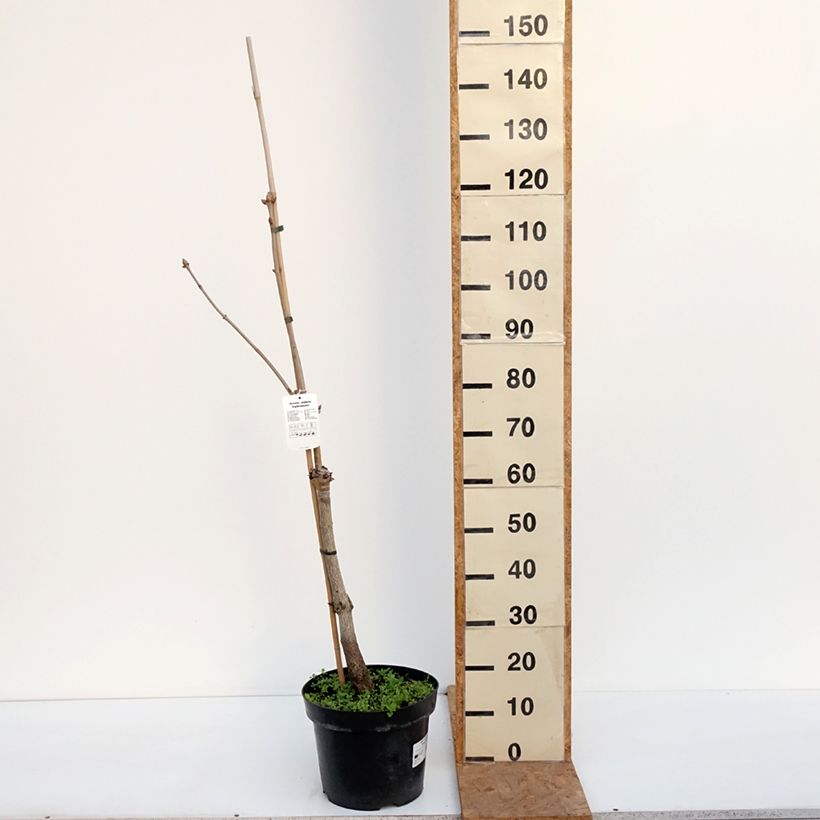 Aesculus x neglecta Erythroblastos - Carolina horse chestnut 7.5L/10L pot sample as delivered in autumn