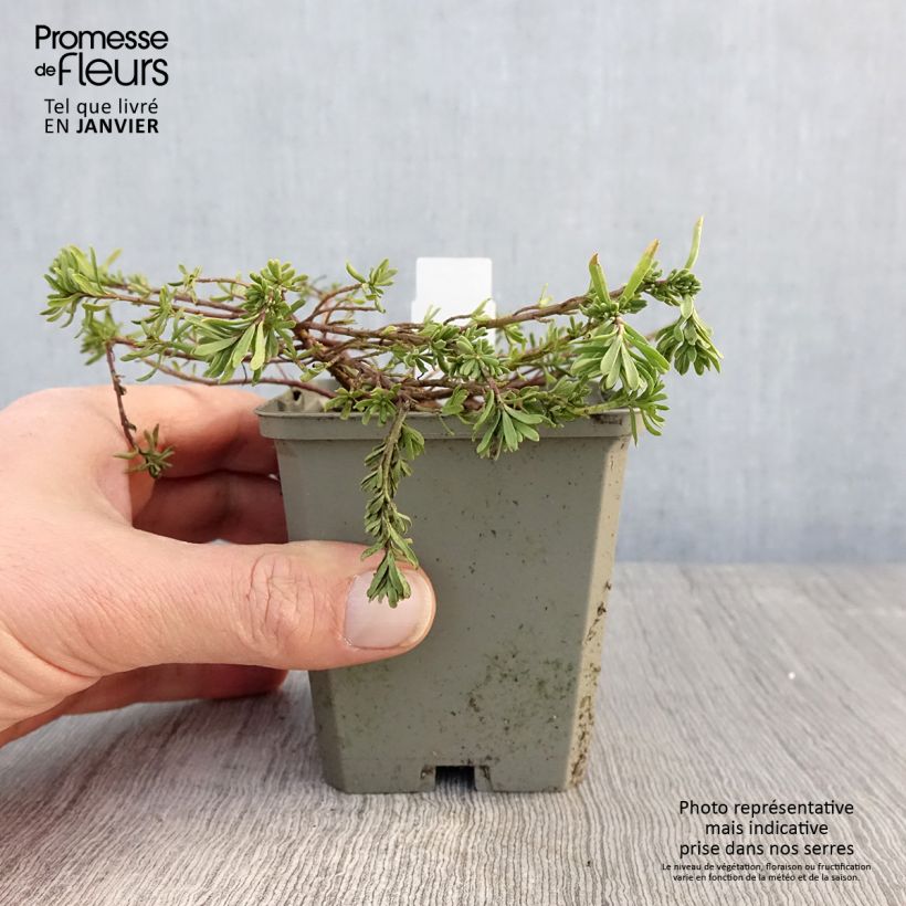 Aethionema armenum Warley Rose 8/9 cm pot sample as delivered in winter