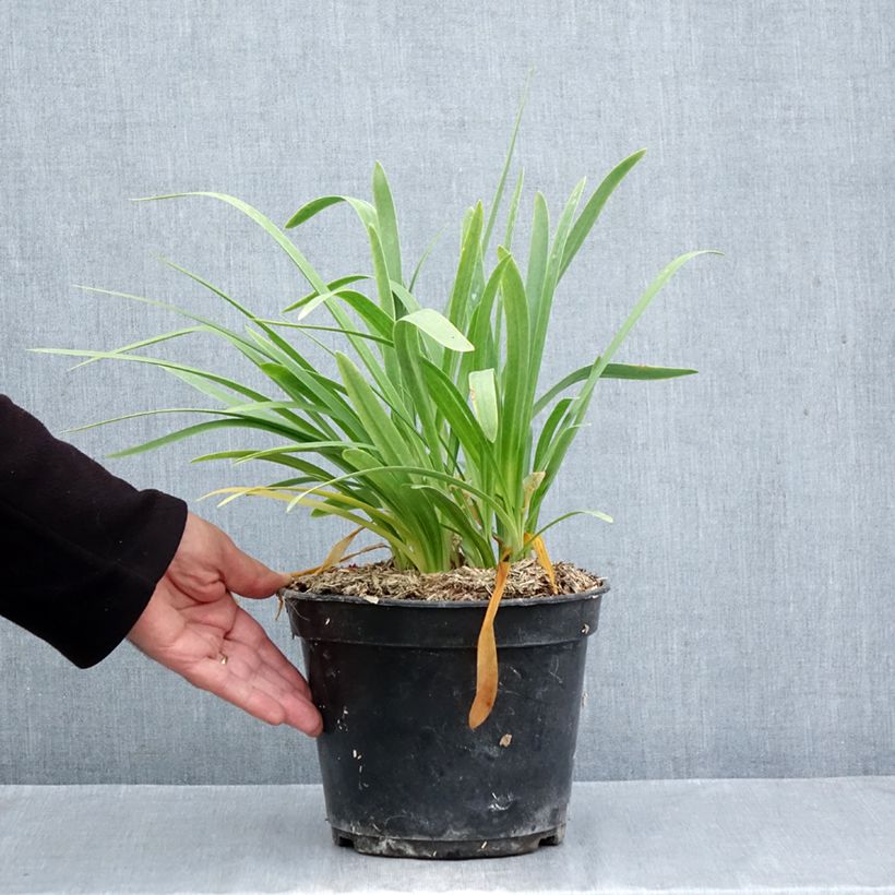 Agapanthus africanus Albus 4L/5L pot sample as delivered in autumn