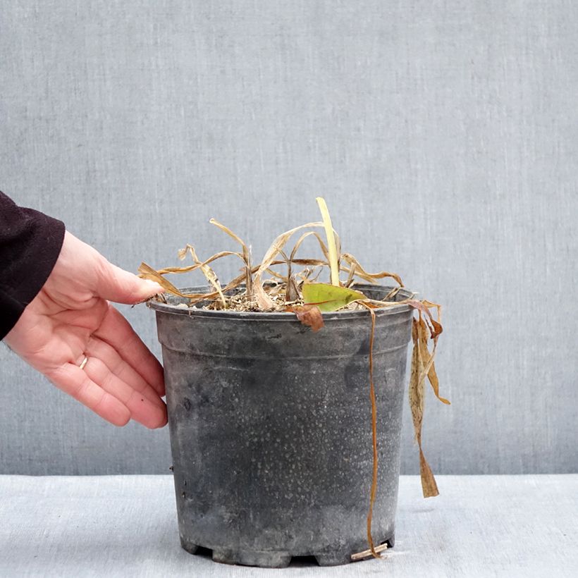 Agapanthus africanus Albus 4L/5L pot sample as delivered in winter