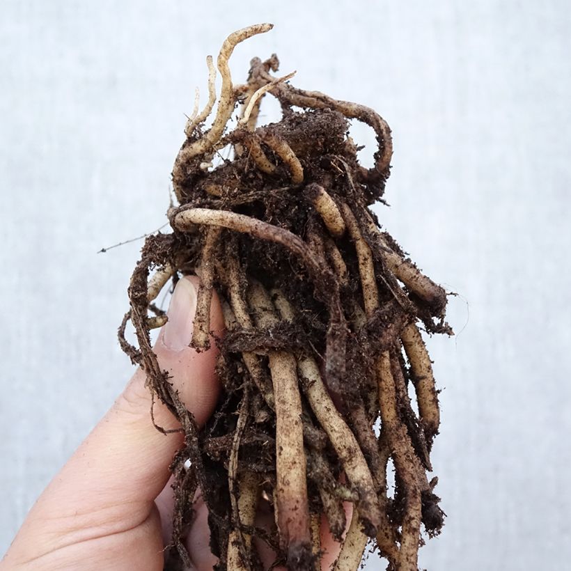 Agapanthus africanus Albus Bare root 1-2 eyes sample as delivered in winter