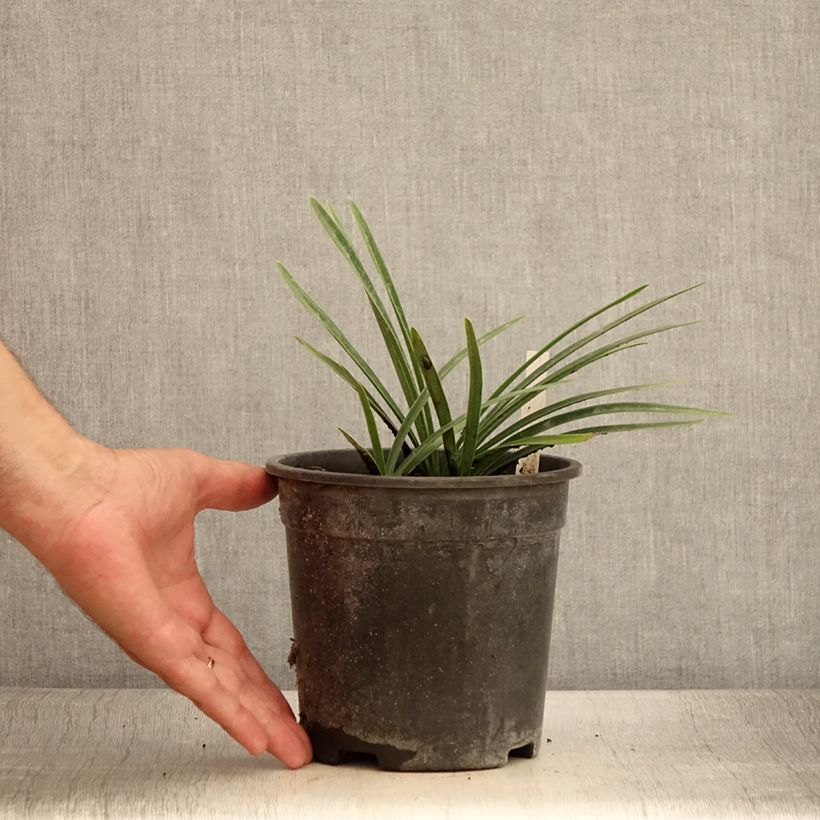 Agapanthus Back in Black 2L/3L pot sample as delivered in summer