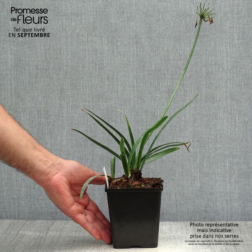 Agapanthus Black Buddhist 8/9 cm pot sample as delivered in autumn