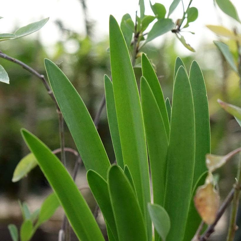 Agapanthus Black Buddhist (Foliage)