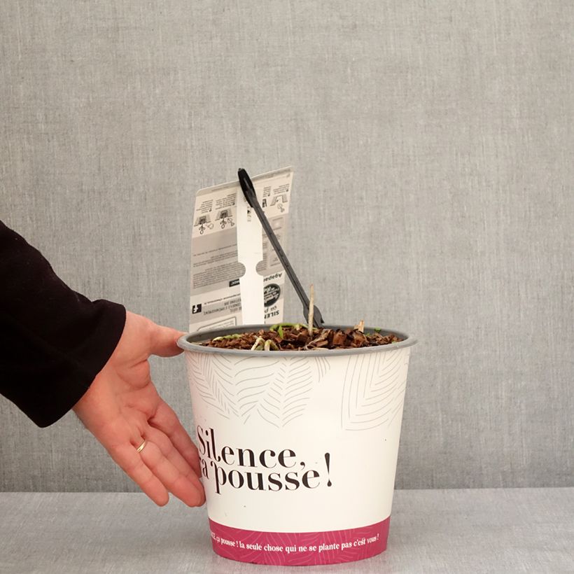 Agapanthus Black Jack 3L/4L pot sample as delivered in winter