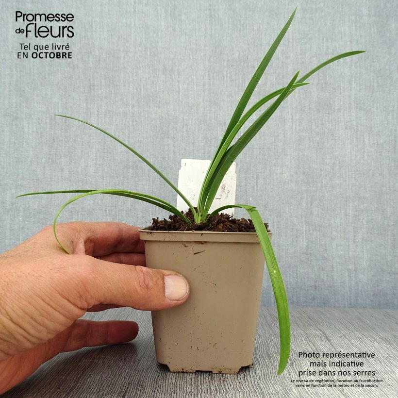 Agapanthus Black Pantha - Lily of the Nile 8/9 cm pot sample as delivered in autumn