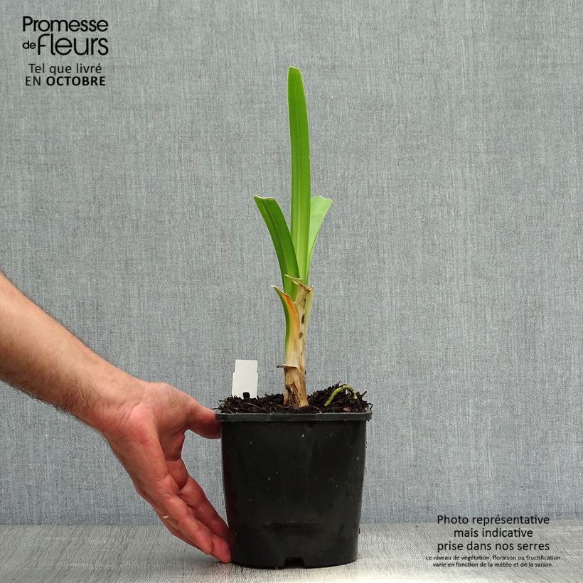 Agapanthus Black Pantha - Lily of the Nile 2L/3L pot sample as delivered in autumn