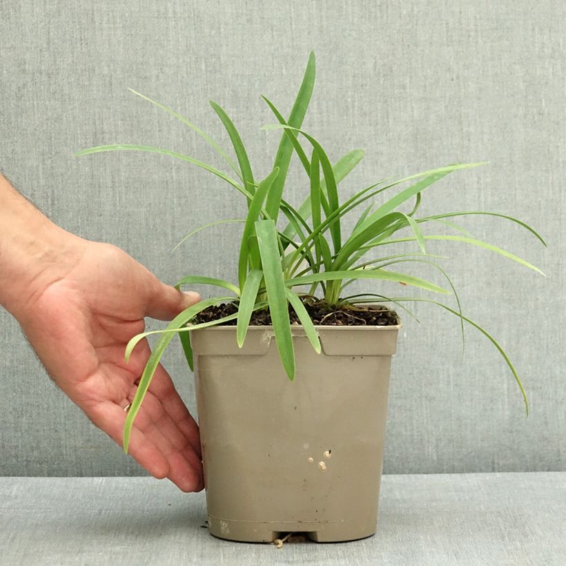 Agapanthus Blue Baby - African lily 2L/3L pot sample as delivered in summer