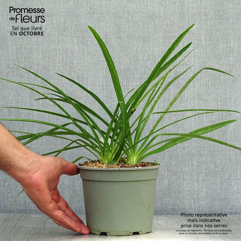 Agapanthus Blue Heaven 2L/3L pot sample as delivered in autumn