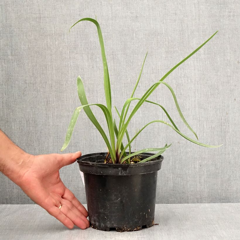 Agapanthus Blue Infinity PANAGA 2L/3L pot sample as delivered in autumn