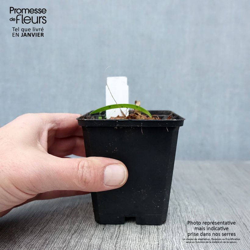 Agapanthus Blue Triumphator 8/9 cm pot sample as delivered in winter