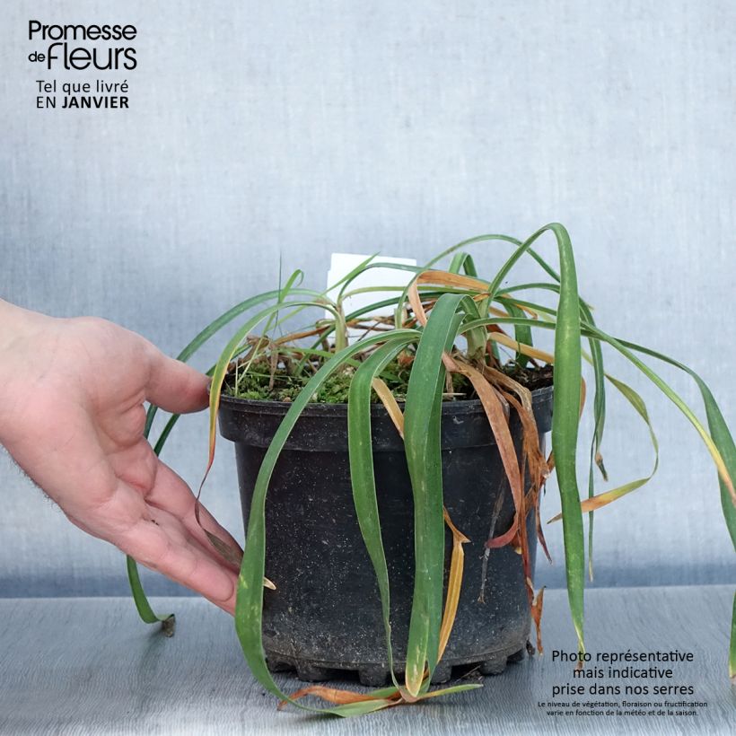 Agapanthus Blue Triumphator 2L/3L pot sample as delivered in winter