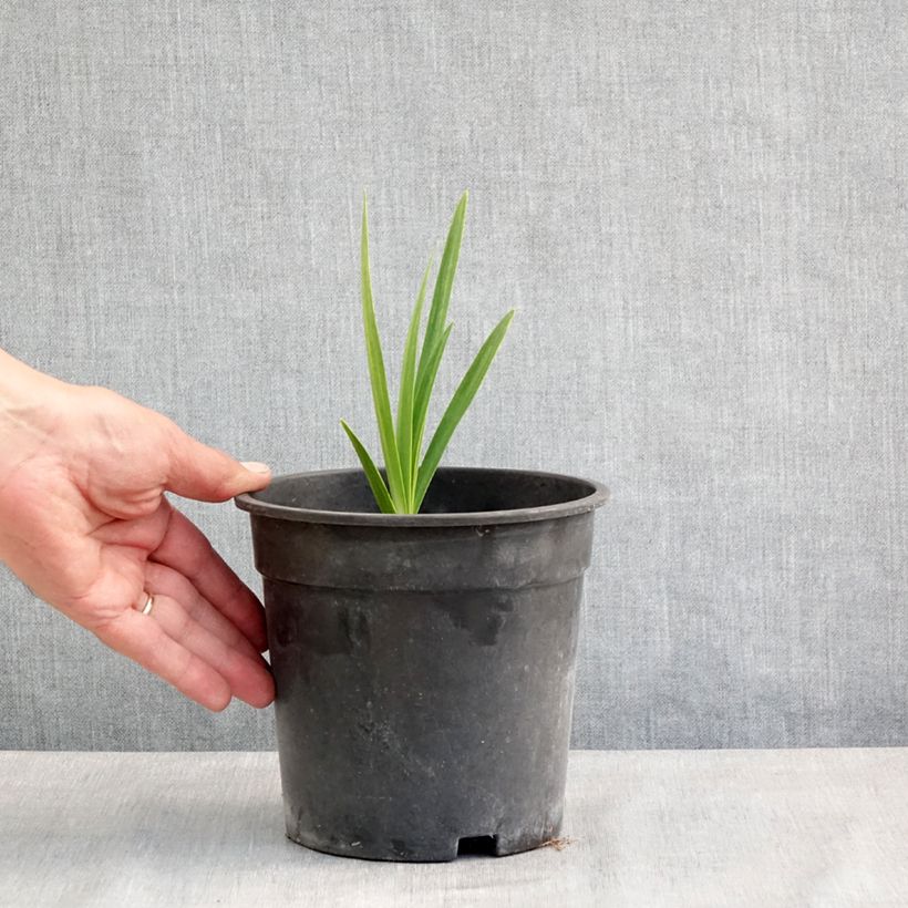 Agapanthus 'Blue Velvet' 2L/3L pot sample as delivered in spring