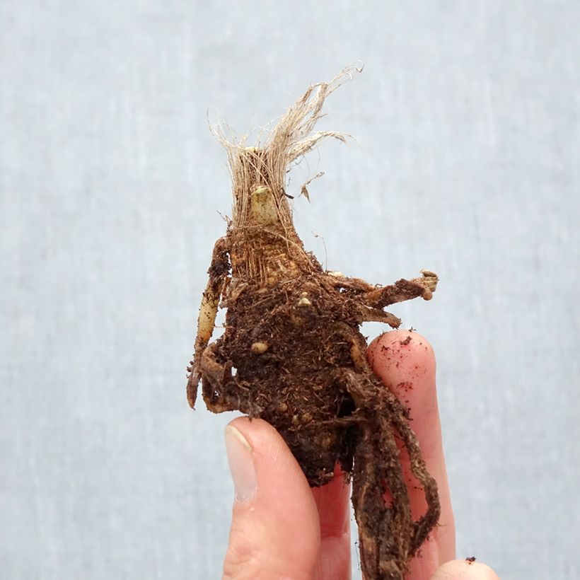 Agapanthus 'Blue Velvet' Bare root sample as delivered in winter