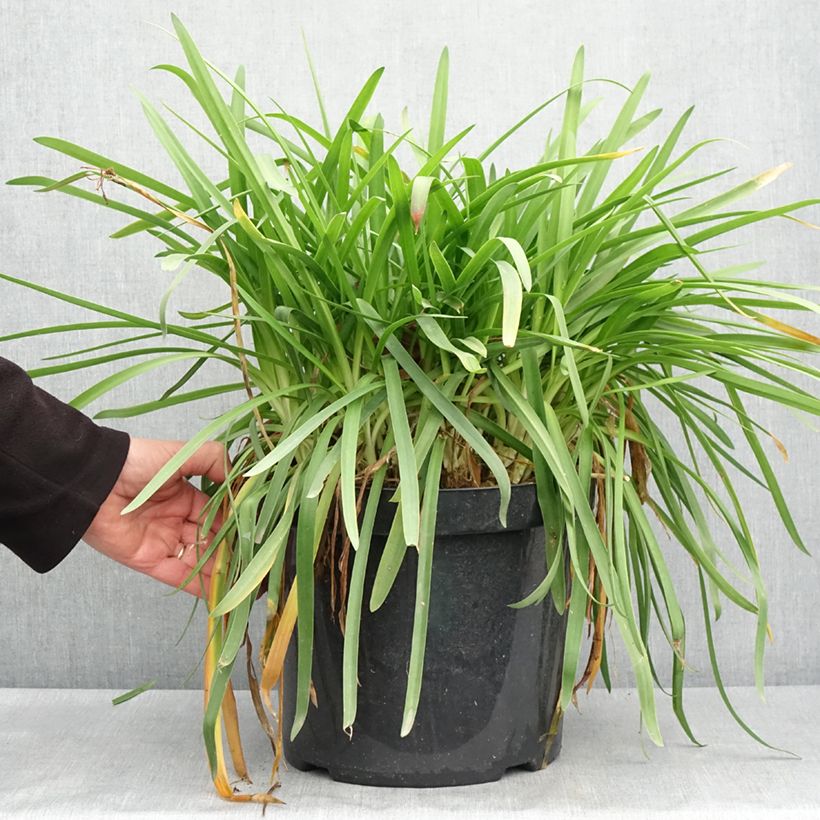 Agapanthus Blue Storm 7.5L/10L pot sample as delivered in spring