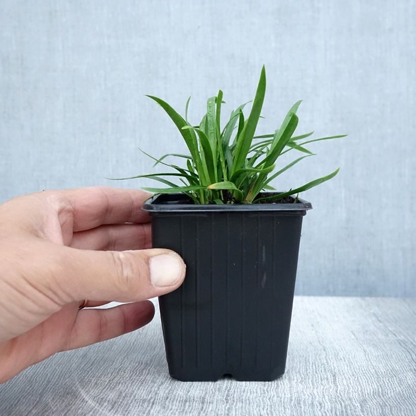 Agapanthus Blush Pink - African Lily 8/9 cm pot sample as delivered in autumn