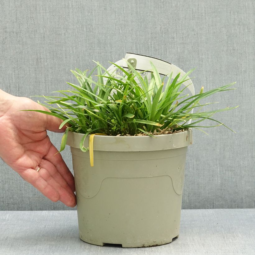 Agapanthus Blush Pink - African Lily 3L/4L pot sample as delivered in spring