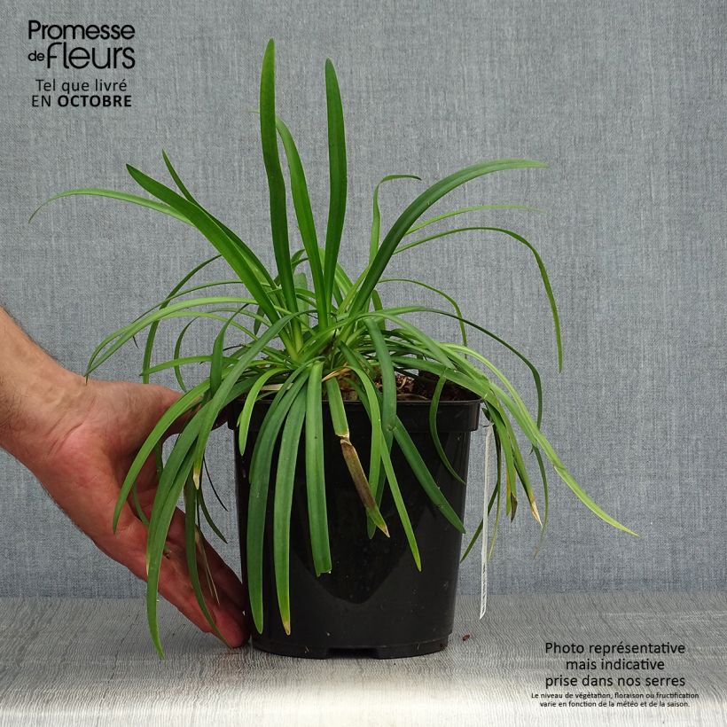Agapanthus Brilliant Blue 2L/3L pot sample as delivered in autumn