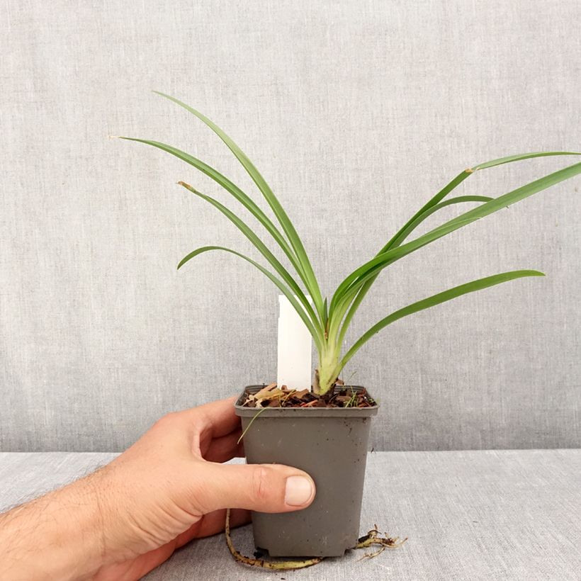 Agapanthus campanulatus var. albidus 8/9 cm pot sample as delivered in autumn