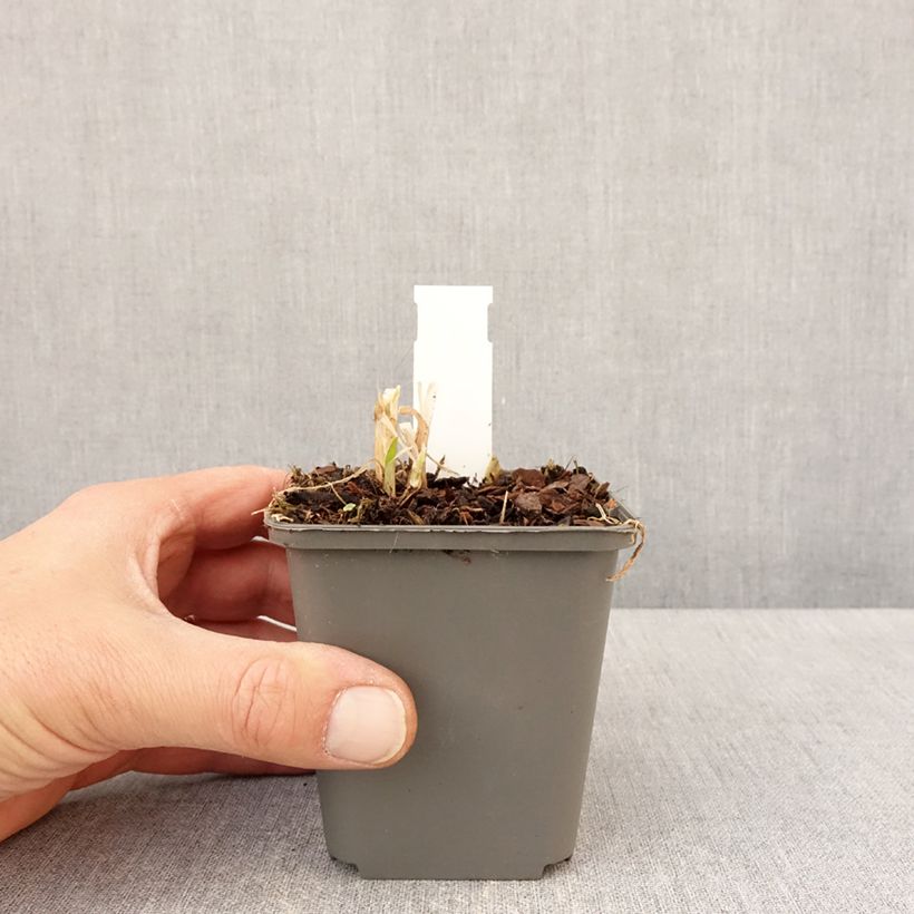 Agapanthus campanulatus var. albidus 8/9 cm pot sample as delivered in spring