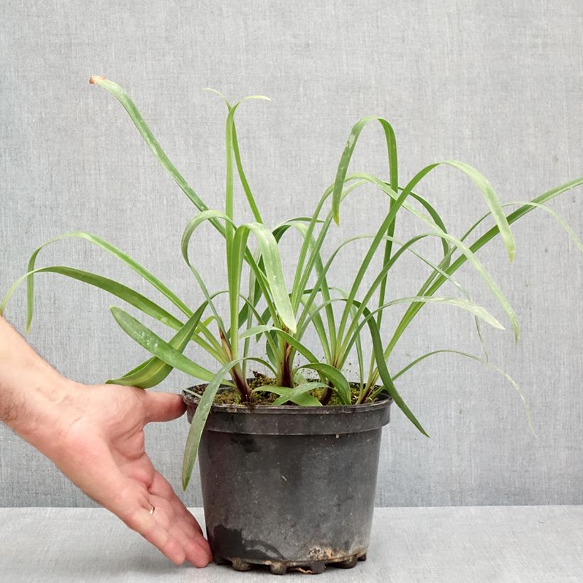 Agapanthus Dokter Brouwer 2L/3L pot sample as delivered in autumn