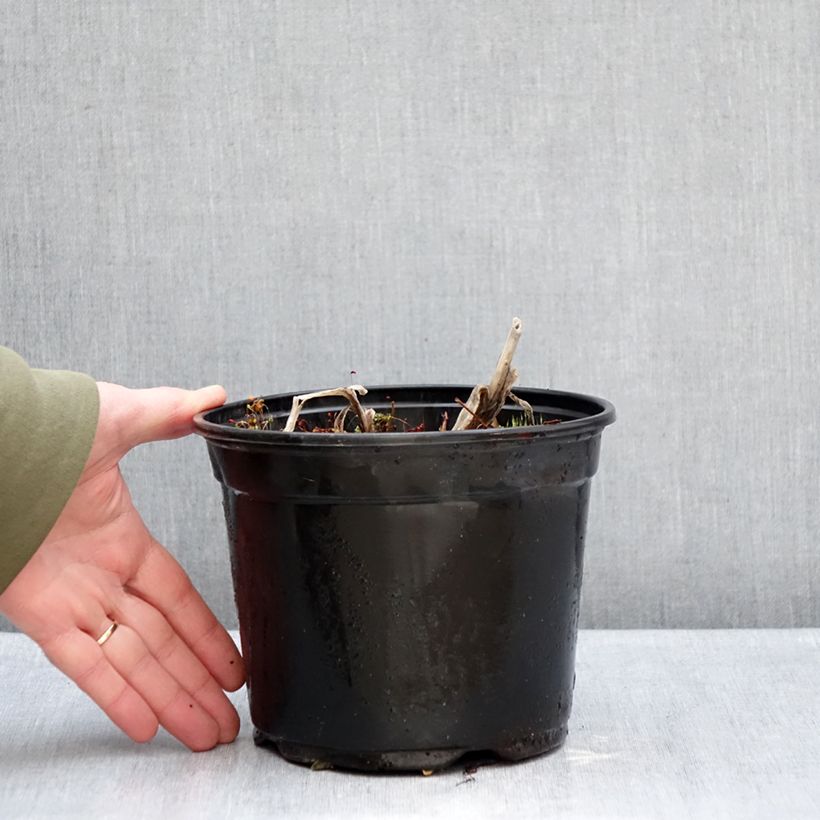 Agapanthus Dokter Brouwer 2L/3L pot sample as delivered in winter