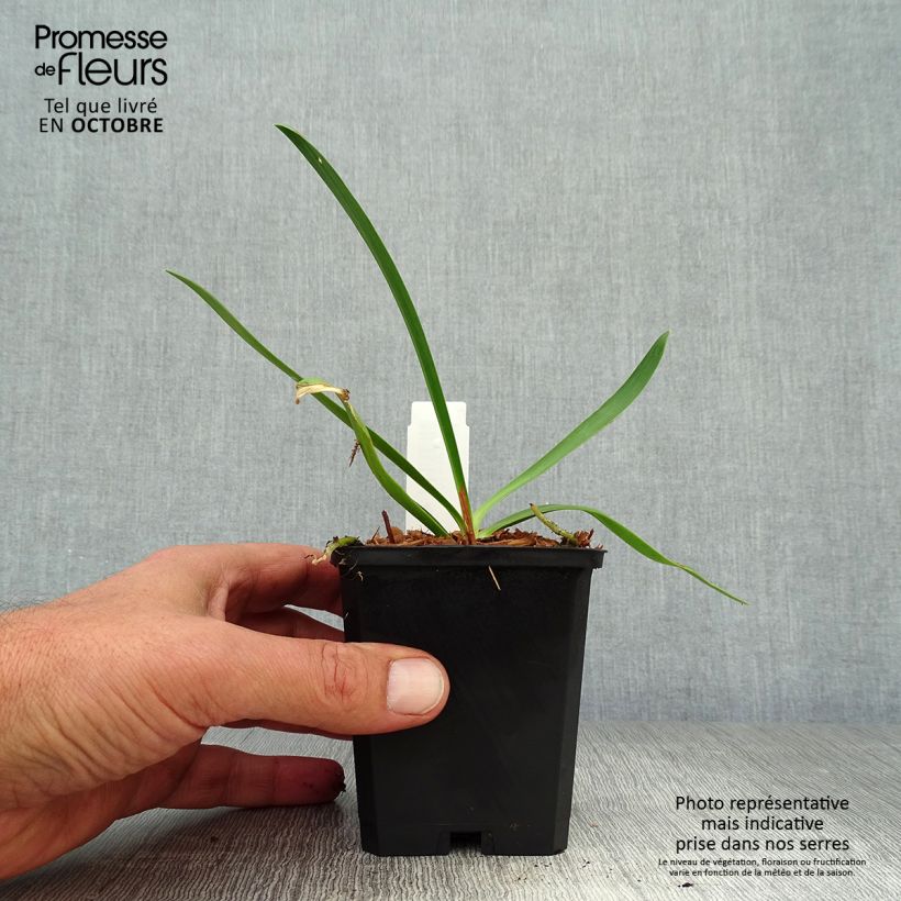Agapanthus Donau 8/9 cm pot sample as delivered in autumn