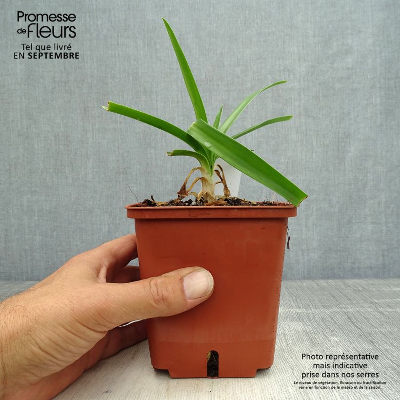 Agapanthus Enigma 1L/1.5L pot sample as delivered in autumn